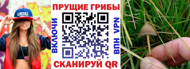 кракен ONION  Дальнереченск  Псилоцибиновые грибы мухоморы 